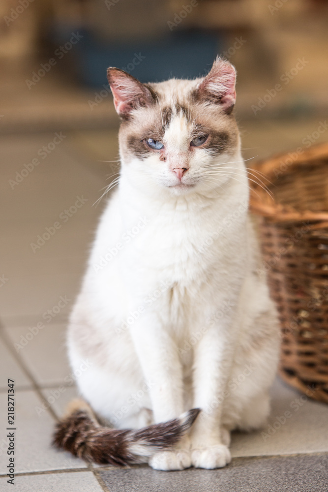 Portrait of european cat living in belgium Portrait of european cat living in belgium