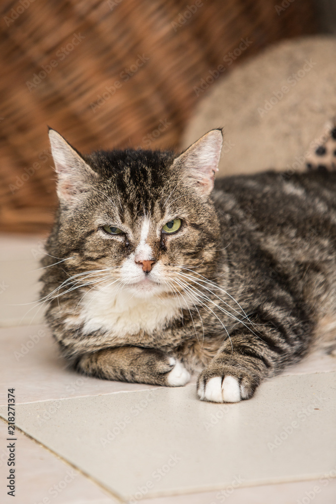 Portrait of european cat living in belgium