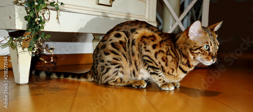 Bengal Katze zu Hause auf der Lauer