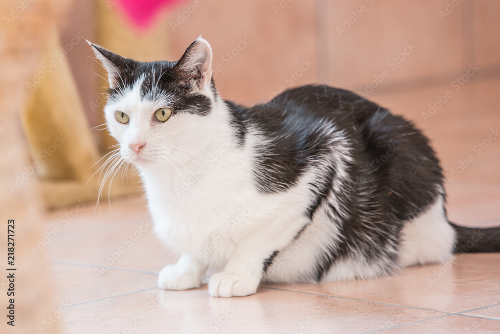 Portrait of european cat living in belgium