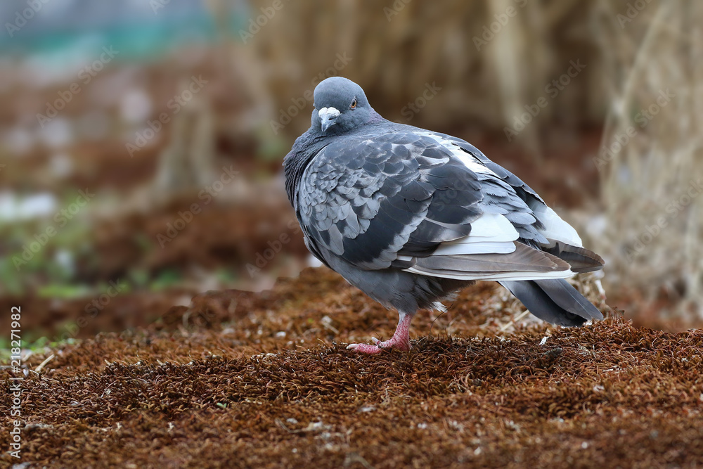 Obraz premium Pigeon on the ground