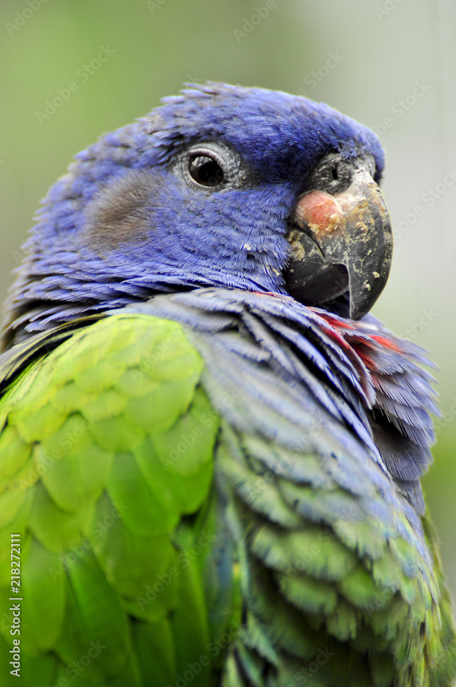 Obraz premium Blue green Parrot
