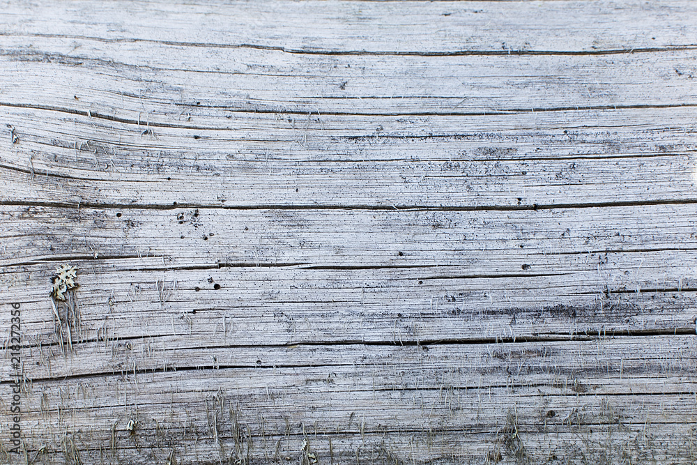 Naklejka premium Wood natural texture