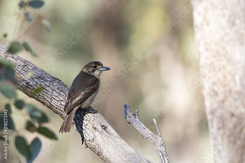 Grey Butcherbird (Cracticus torquatus) race 