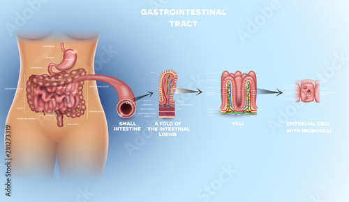 Gastrointestinal tract anatomy. Intestinal villi, small intestine lining, epithelial cells with microvilli detailed illustration.