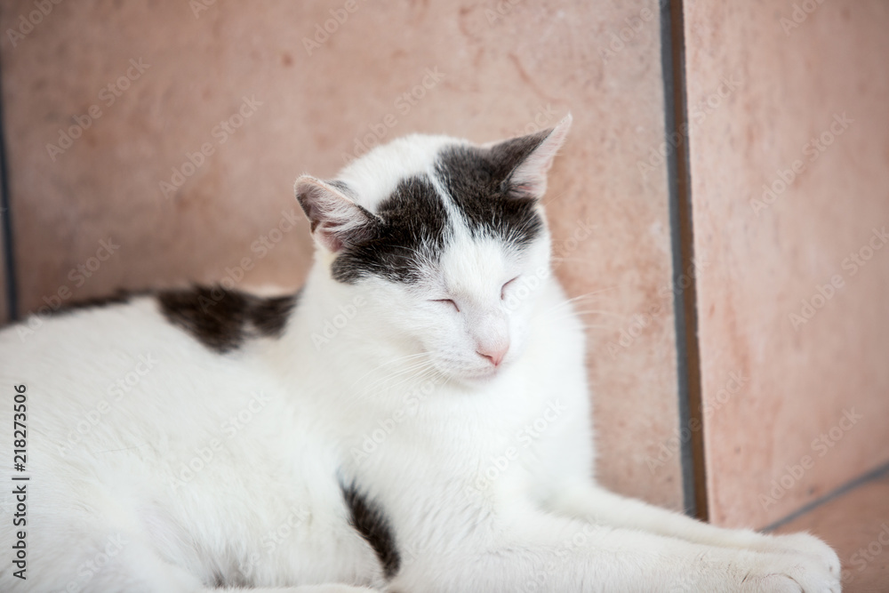 Portrait of european cat living in belgium Portrait of european cat living in belgium