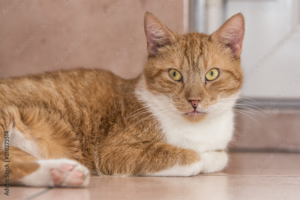 Portrait of european cat living in belgium