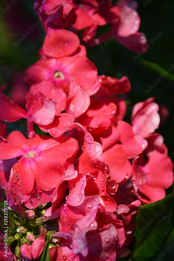 phlox, flower, rain, pink, rose, nature, garden, flowers, plant, red, green, blossom, summer, flora, spring, leaf, bloom, floral, beauty, beautiful, roses, bush, petal, color, gardening, natural, love phlox, flower, rain, pink, rose, nature, garden, flowers, plant, red, green, blossom, summer, flora, spring, leaf, bloom, floral, beauty, beautiful, roses, bush, petal, color, gardening, natural, love