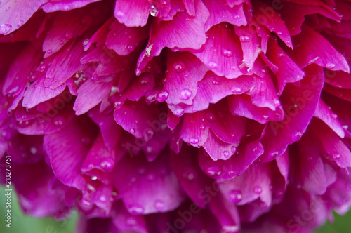 Peony in drops of dew in garden. Flower washed with dew 