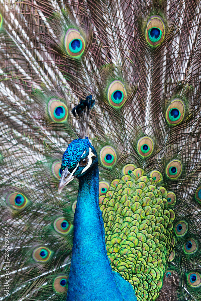 Fototapeta premium detail of peacock