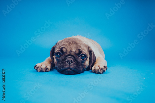 Funny puppy breed pug on a blue background. Empty space for text. Pug resting