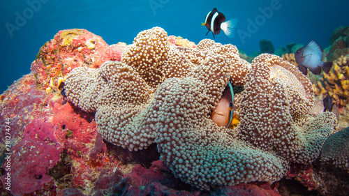 Anemonefish Snuggled In