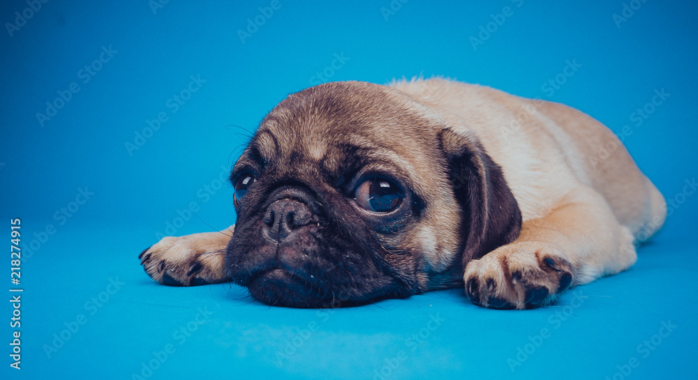 Funny puppy breed pug on a blue background. Empty space for text. Pug resting