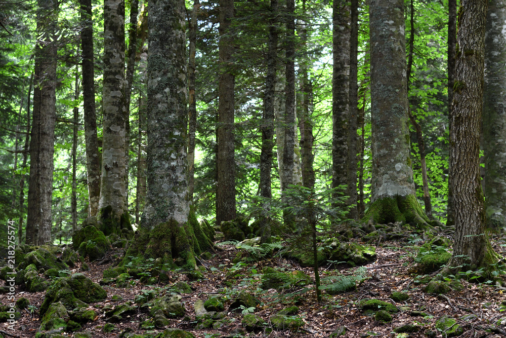 Trees in deep forest Trees in deep forest