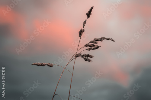 Grass with cloud background