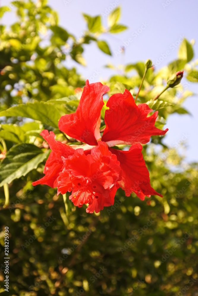 Red Hibiscus flowers
