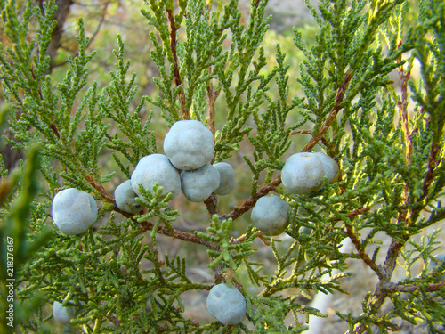 white juniper berries