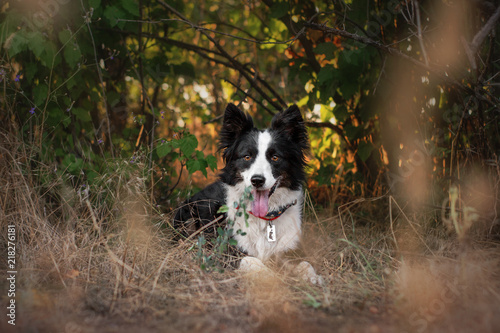 border collie dog beautiful portrait in the forest at sunset