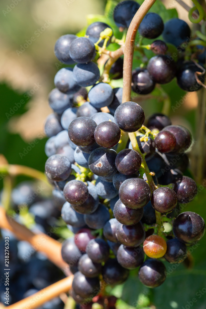 Close-up of bunches of ripe red wine grapes on vine, selective focus