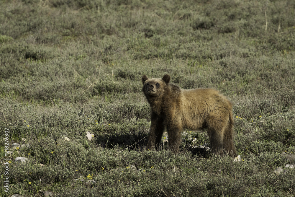 Fototapeta premium Grizzly bear cub