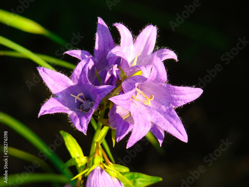 purple Bellflowers on a black background