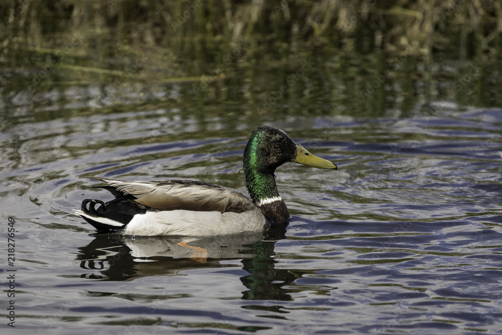 Mallard Mallard
