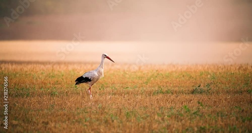 Stork Bird takes off Flying over Field Slow Motion Medium shot Wild Nature video