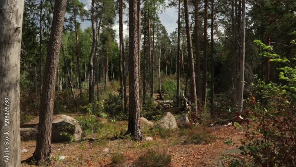 Gorgeous view of forest rocky hill with green pine trees on blue sky background. Beautiful nature landscape backgrounds. Sweden, Europe. Gorgeous view of forest rocky hill with green pine trees on blue sky background. Beautiful nature landscape backgrounds. Sweden, Europe.