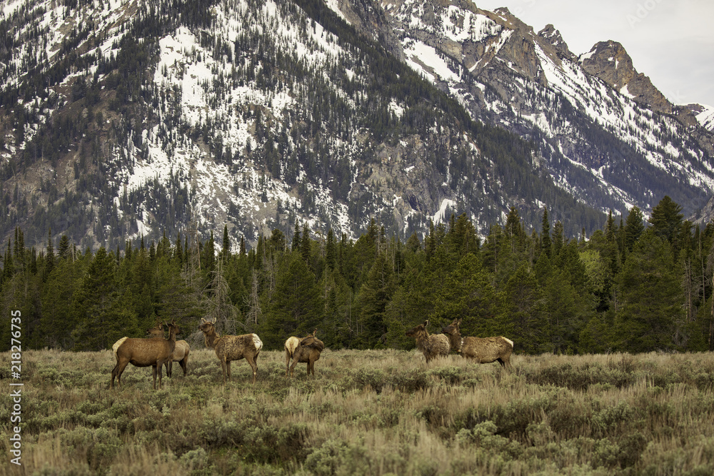 Naklejka premium Elk Herd