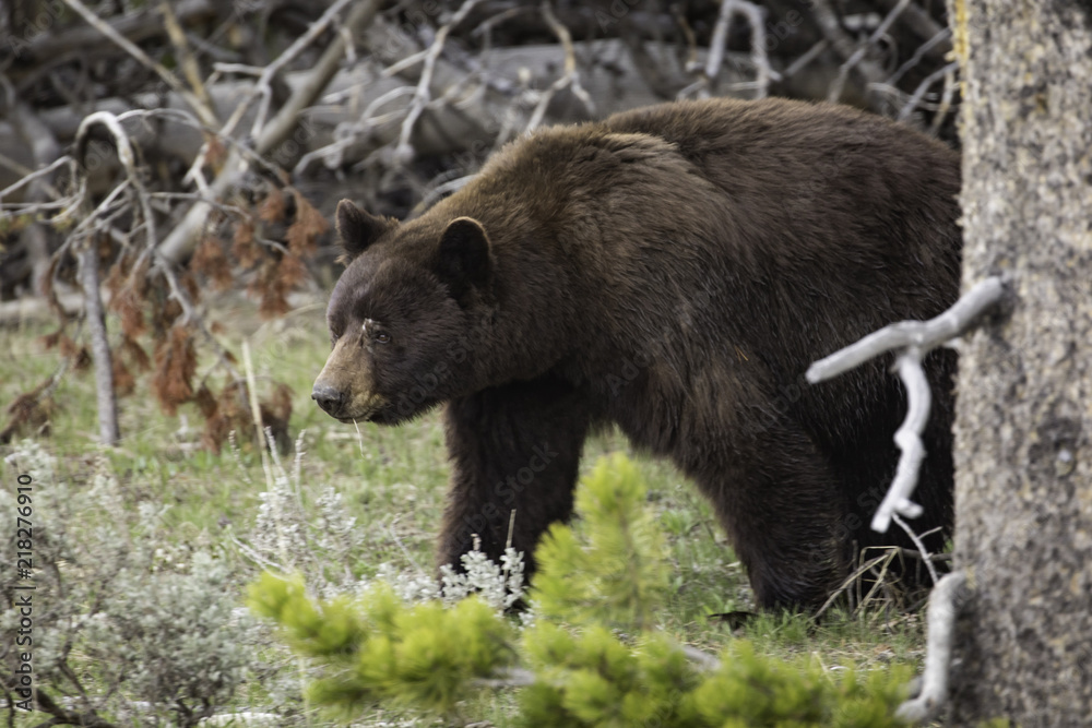 Grizzly bear Grizzly bear
