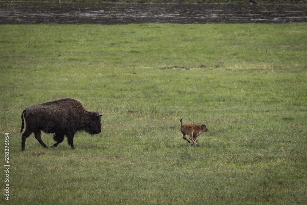 Fototapeta premium Frolicking bison