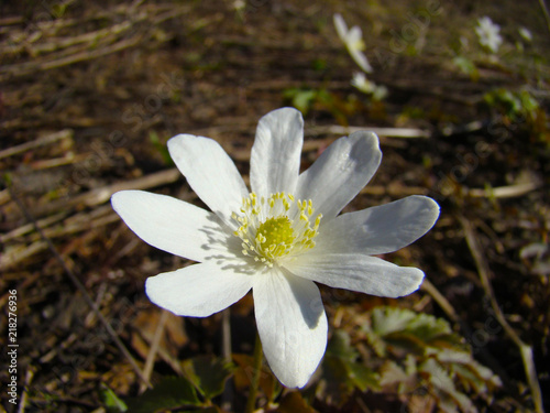Anemone nemorosa flowers