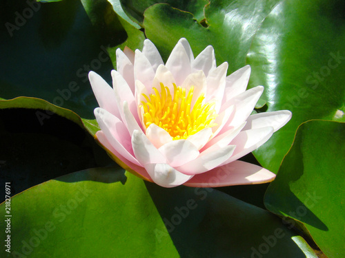 white and pink lotus flower