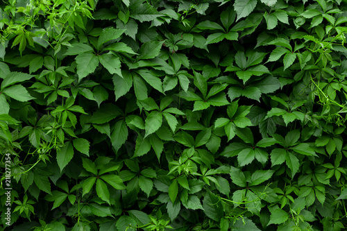 Ivy Wall