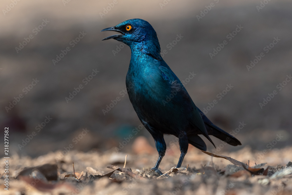 Cape glossy starling in sunlight with open beak calling standing tall, Namibia Cape glossy starling in sunlight with open beak calling standing tall, Namibia