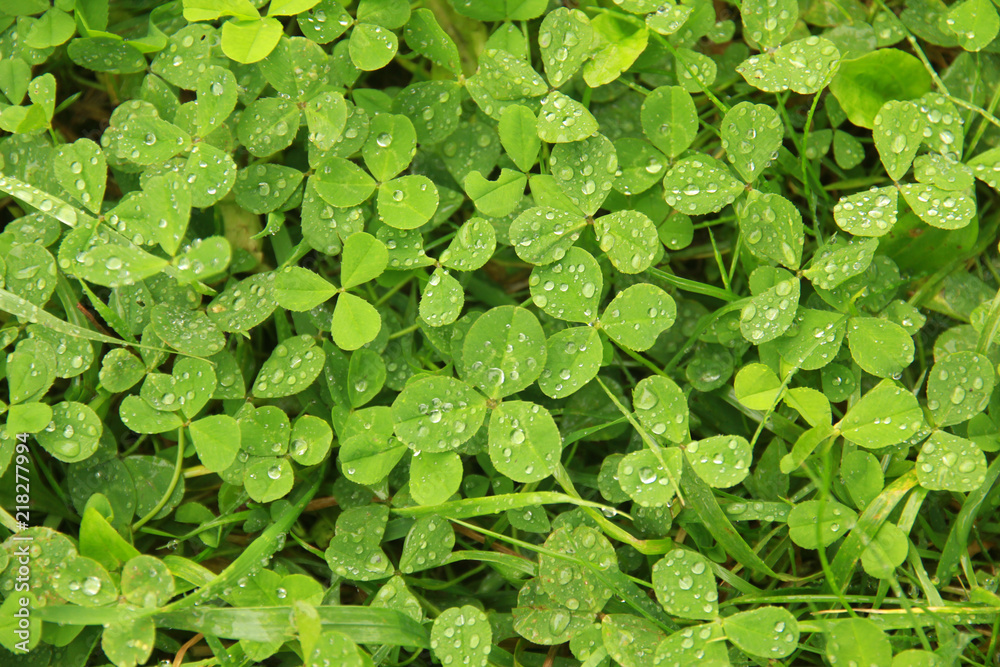 Leaves of clover with water drops
