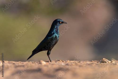 Cape glossy starinling standing straight in focus eating bread