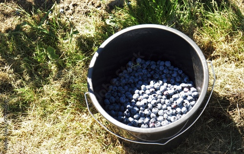 plastic black bucket filled with blueberry, which were freshly harvested. The bucket stands on a dry meadow