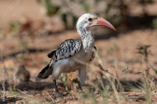 Red billed hornbill bird (damara) in bright sunlight between grass and scrubs