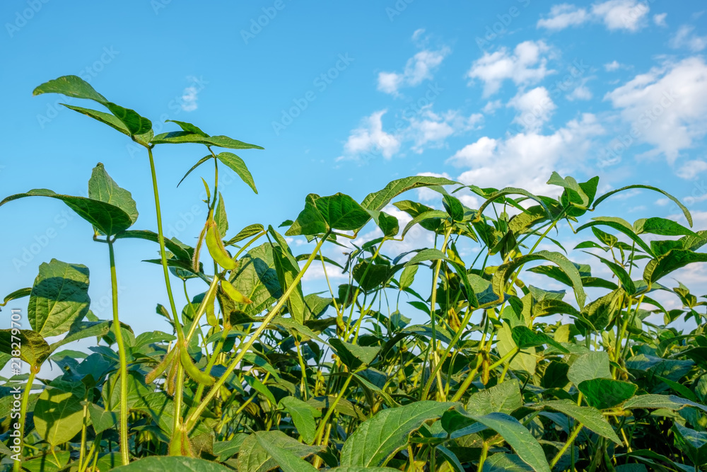 Stem of young growing soybeans against the blue sky. Stem of young growing soybeans against the blue sky.