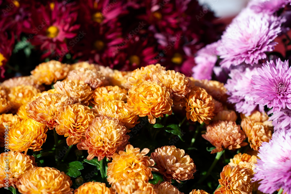 Colorful Mums Colorful Mums