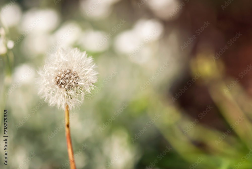 Delicate Dandelion Seedhead