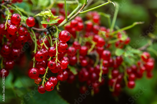 Red currant berries on a branch.