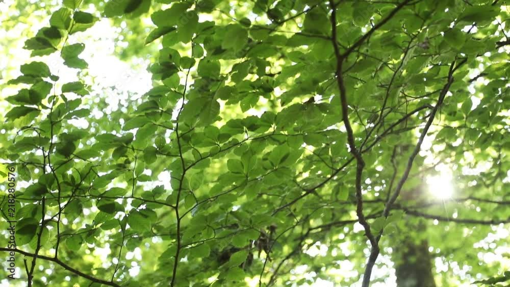 Green leaves in sunny forest slow motion, view from the bottom. Green leaves in sunny forest slow motion, view from the bottom.