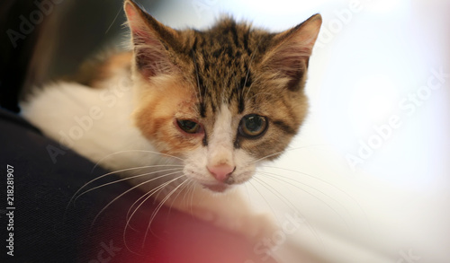 Closeup of a kitten, indoors © 杜 海珍
