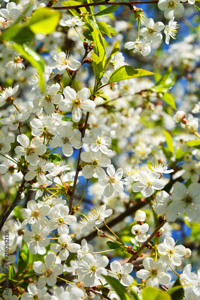  cherry, cherrytree, spring, blossom, tree, flower, nature, white, branch, flowers, bloom, garden, blooming, apple, green, season, sky, beauty, plant, blue, beautiful, plum, flora, leaf, petal, floral