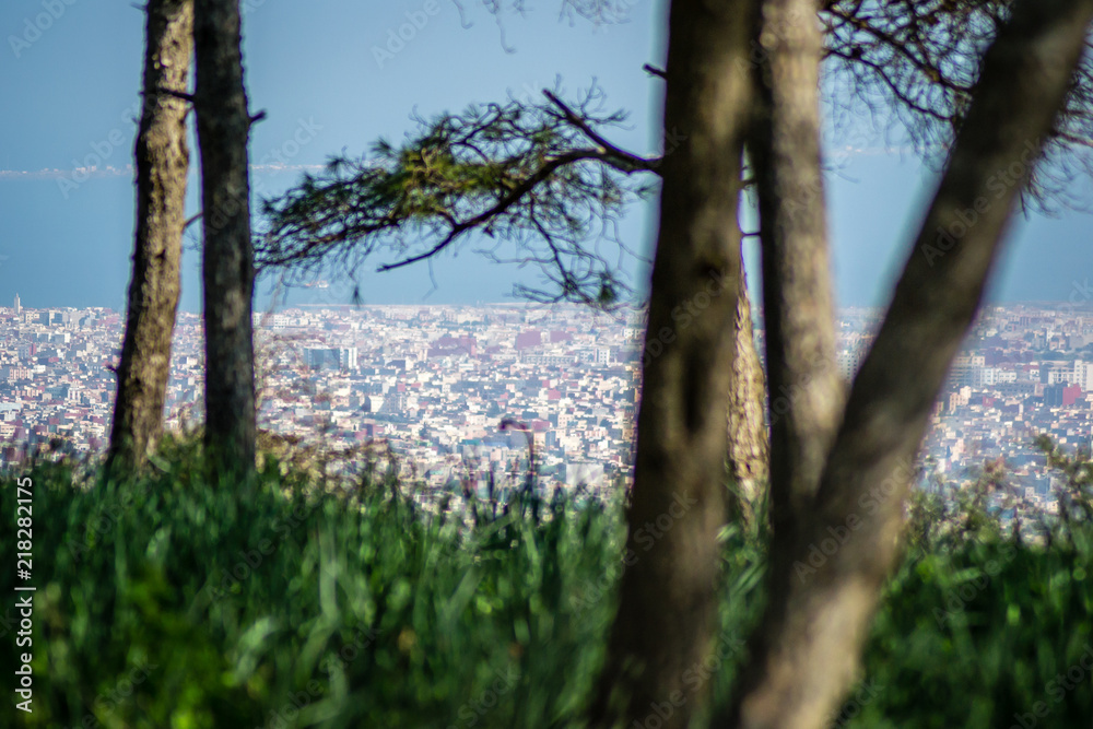 Fototapeta premium Day in the forest