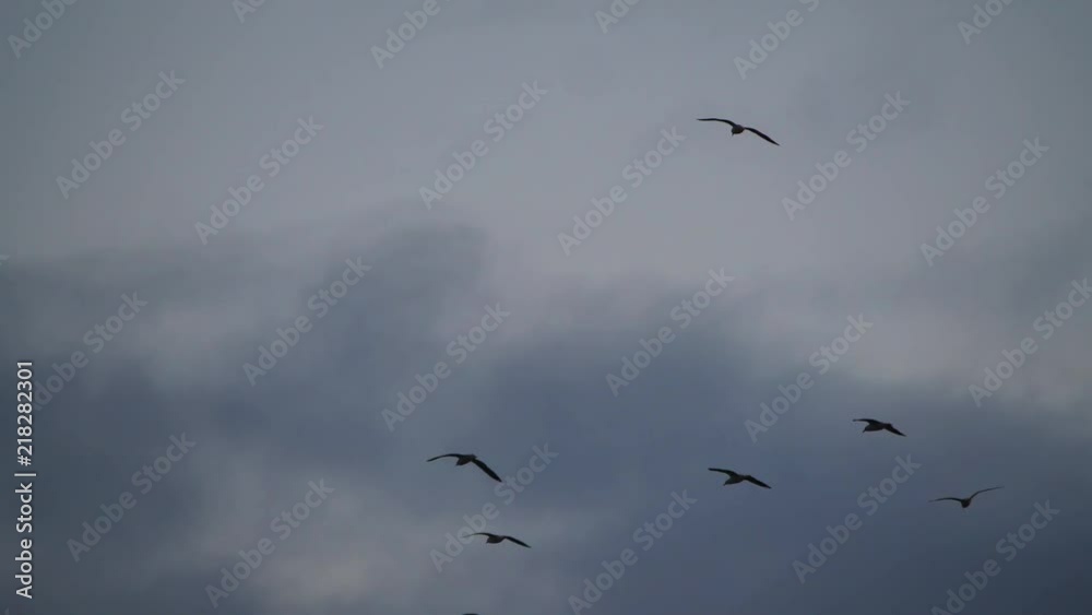 Flock of seagull birds flying overhead circling at dusk silhouette against dark sky and pink horizon