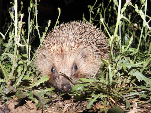 hedgehog in the grass