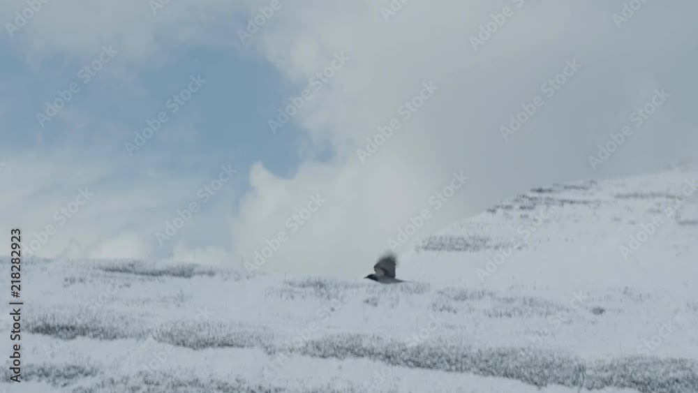 Bird flying in air in the Faroe Islands in winter Bird flying in air in the Faroe Islands in winter